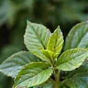 High Quality Ingredients